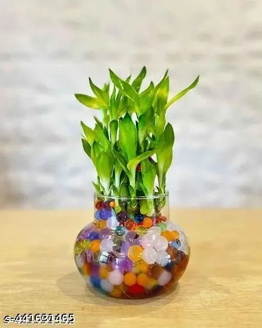 ArthaRupa Glass Bowl for Bamboo Plant, Money Plant, Flower Vase or Other Decoration Purpose (Pack of 2) Plants not included