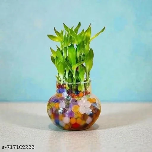 ArthaRupa Glass Vase for Bamboo Plant, Money Plant, Flower Vase or Other Decoration Purpose (Pack of 2) Plants are not included