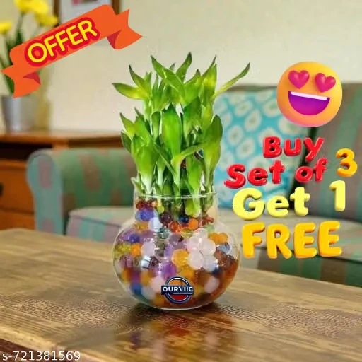 Glass Pot for Bamboo Plant, Money Plant, Flower Vase or Other Decoration Purpose (Pack of 4, Pay for 3 Get 1 Free ) Plants not included