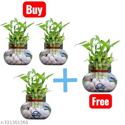 Glass Pot for Bamboo Plant, Money Plant, Flower Vase or Other Decoration Purpose (Pack of 4, Pay for 3 Get 1 Free ) Plants not included