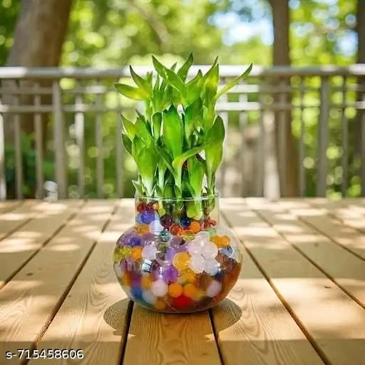 ArthaRupa Glass Vase for Bamboo Plant, Money Plant, Flower Vase or Other Decoration Purpose (Pack of 2) Plants not included
