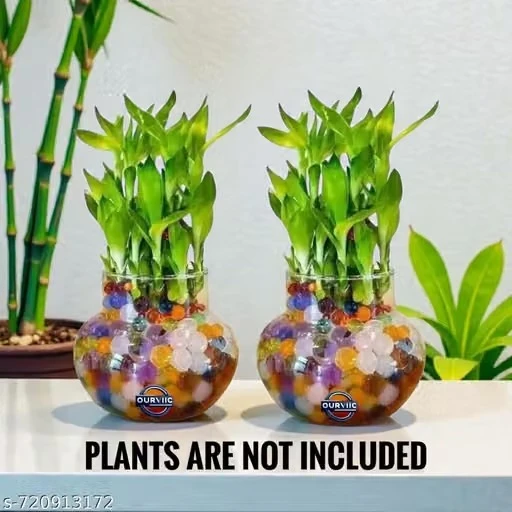 OURVIC Glass Vase for Bamboo Plant, Money Plant, Flower Vase or Other Decoration Purpose (Pack of 2) Plants ate not included