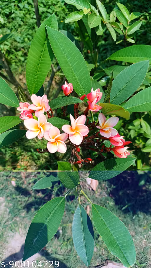 Frangipani Flowers Plant