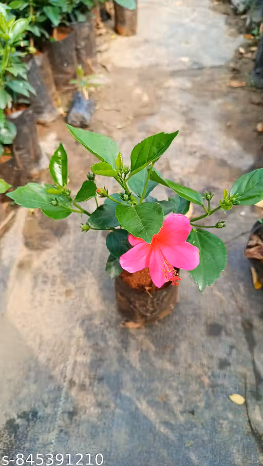 Miniature Hibiscus Flower Plant