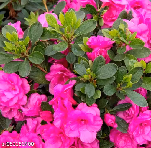 Azelia Double Petal Flower Plant