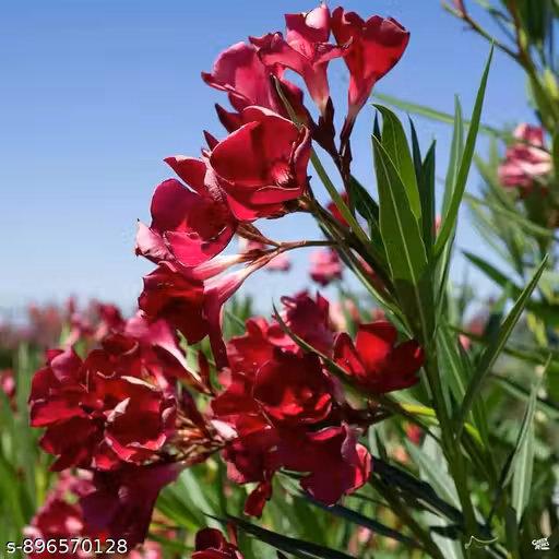 Indian Oleander Flowers/Red karabi Plant