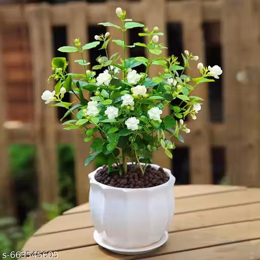 Hybrid Jasmine Plant