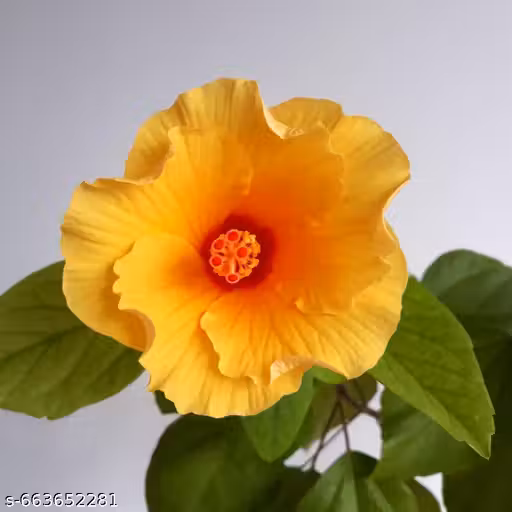 China Rose