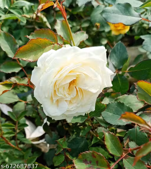 Rose Plant
