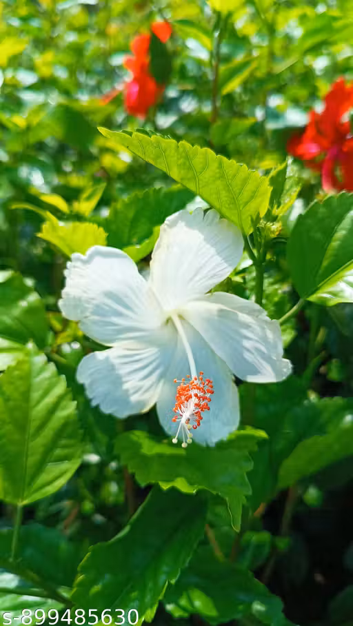 Hibiscus White Flowers Plant