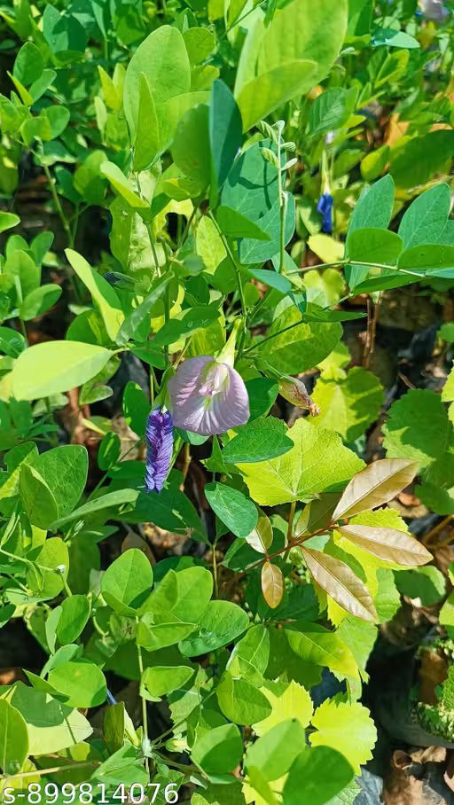Aparajita Flowers Plant