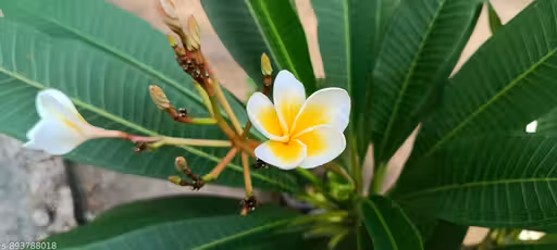 Kath Champa/Michelia Champaca Flowering Plant