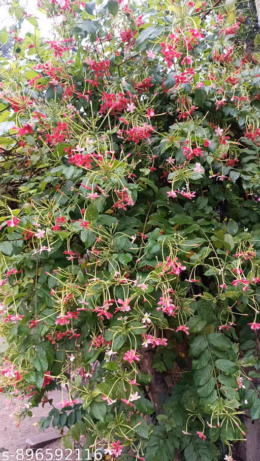 Madhumalati/Rangoon Creeper Flowers Plant