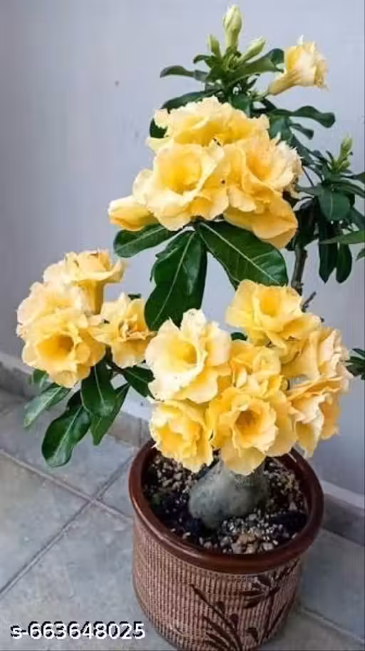 Adenium Plant, Hybrid