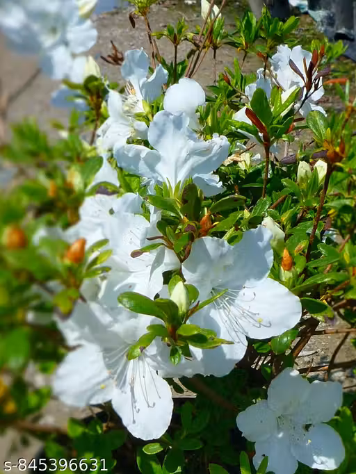 Azelia Single Petal Flower Plant