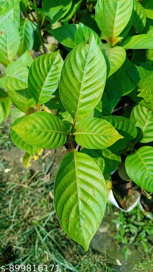 Kadam Flowers Plant