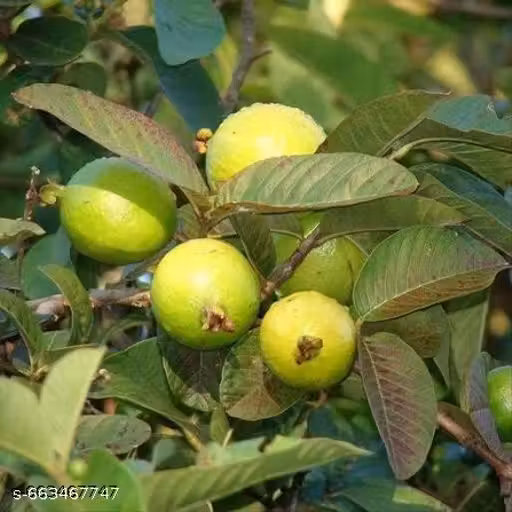 Guava Plant, Hybrid