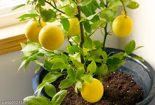 Kagoji Lemon