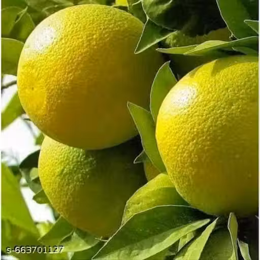 Malta Mosambi Plant