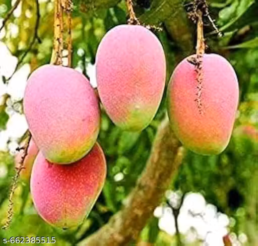 12 Month Mango Plant