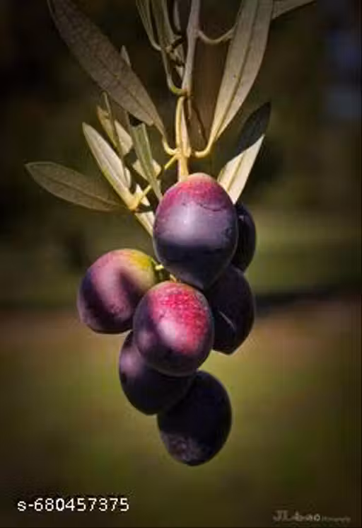 Indian Sweet Olive Plant