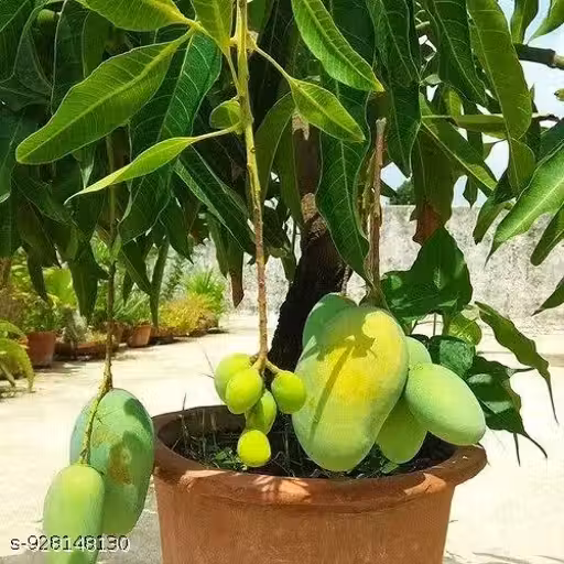 Langra Mango Grafted Plant