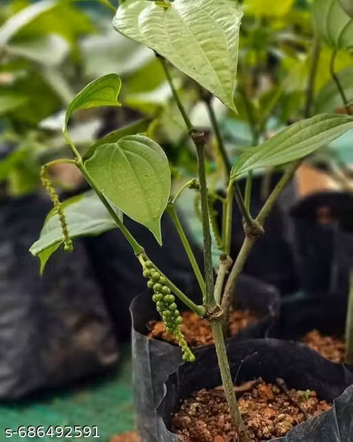 Black Pepper Plant