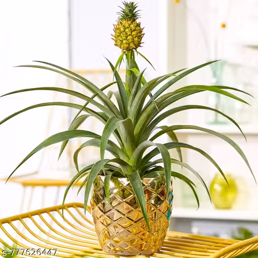 Pineapple Plant