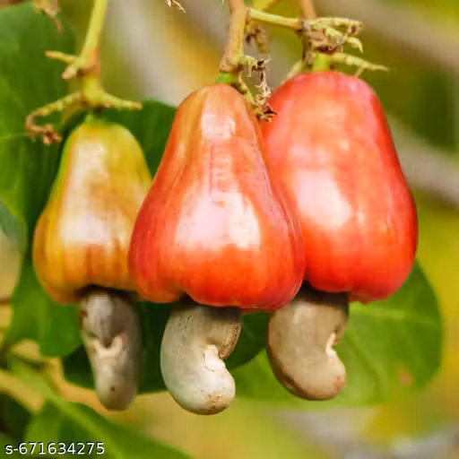 Cashew Plant