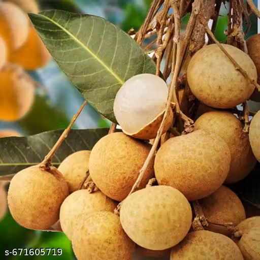 Longon Fruit Plant