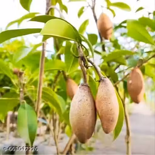 Hybrid Chiku Plant