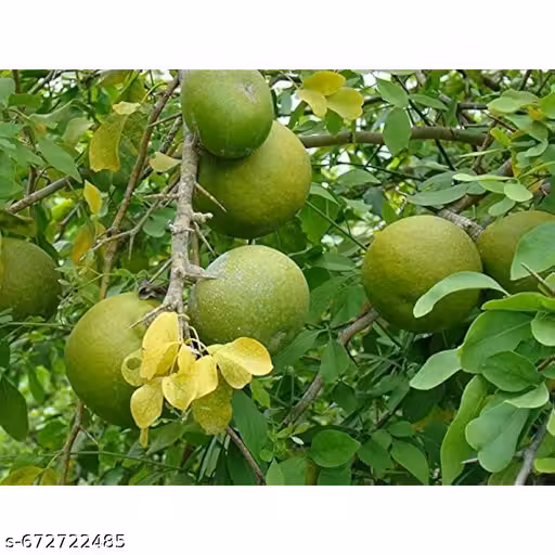Bael Plant
