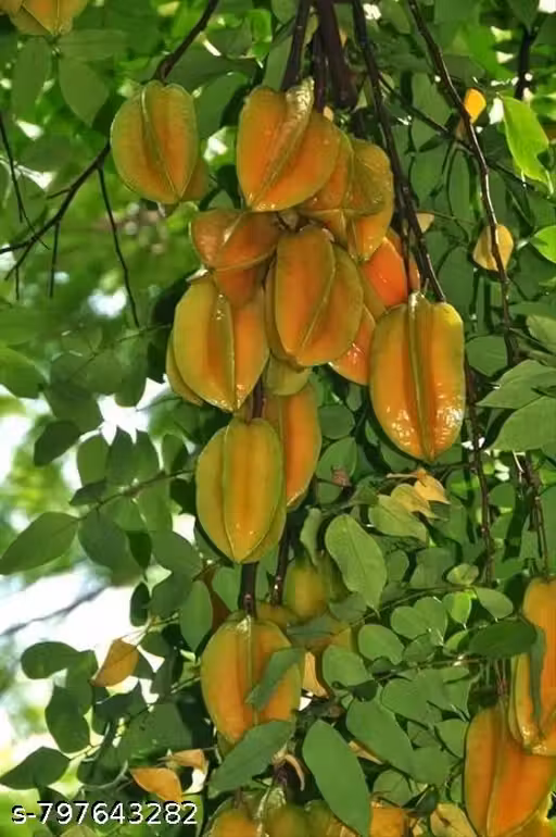 Sweet Star Fruit Plant