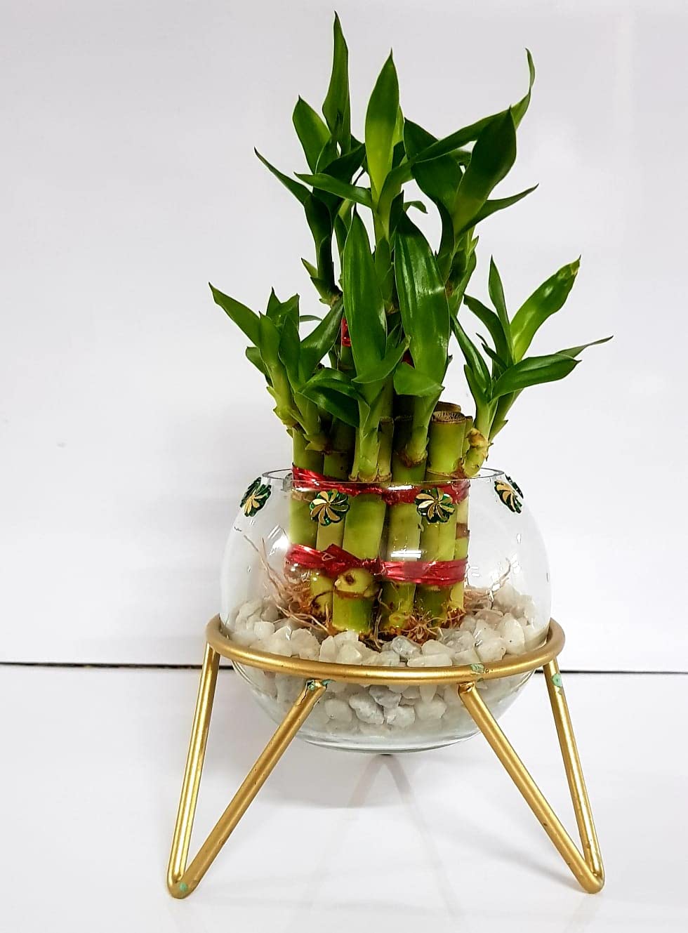 2 Layer Lucky Bamboo with Metal Stand and Glass Vase for Indoor | Home Decor Live Plant | Metal Planter for Office, Living Room and Garden