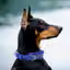 Nylon Dog Neck Belt Collar Durable Material, Comfy Soft Fur Padded