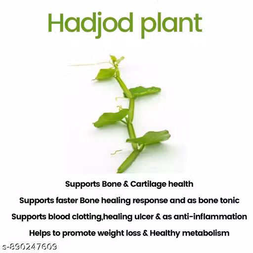 Live hadjod ayurvedic plant ( cissus quadrangularis)