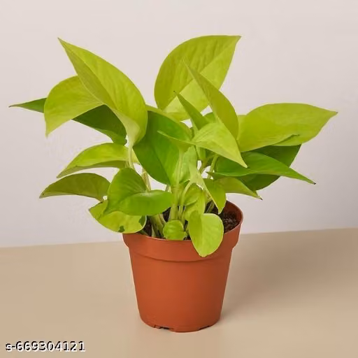 NDS- Live Indoor Golden Money plant Low maintenance house plant gifting plant natural Air purifier golden leaves good luck plant positive energy