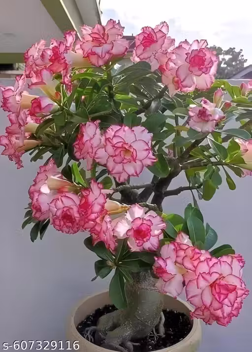 Live adenium bonsai indoor outdoor plant beautiful flowers mix color