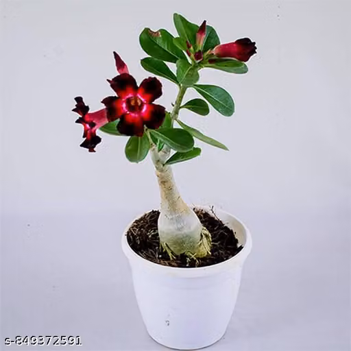 Adenium bonsai plant also know as desert Rose low maintenance succulent plant