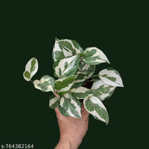 Live mony plant Njoy verigated plant Air purifier Low maintenance