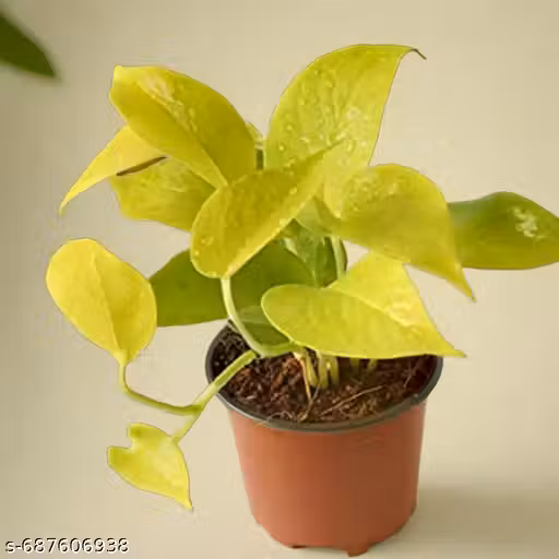 The Golden Money plant Live indoor golden photos money plant indoor low maintenance house plant puri air purifier