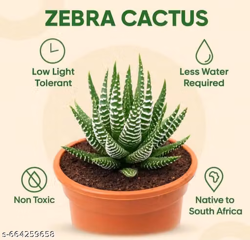 NDS- Live indoor Zebra succulent plant Air purifier office home living table top plant
