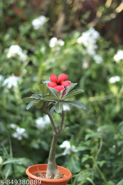 Adenium arabicum live plant desert Rose bonsai plant low maintenance