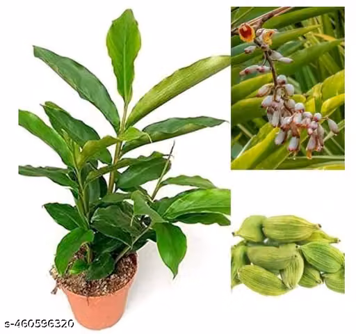 NDS- Live Kerala Green Cardamom Choti Elaichi Spice Plants For Home Garden PLant With Pot