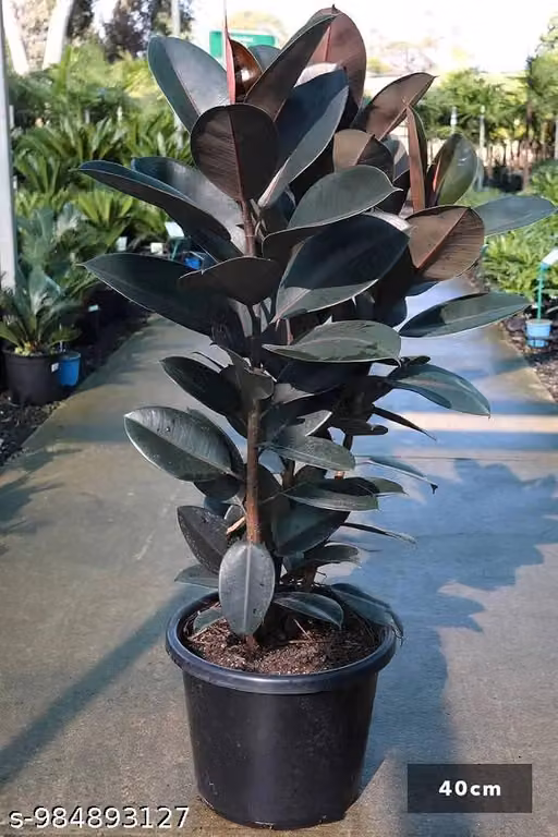 Live indoor rubber plant Live plant air purifier