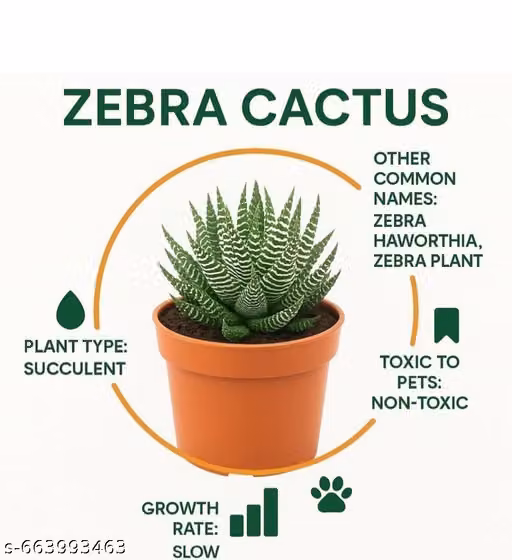 NDS- Live Zebra succulent plants Air purifier indoor air purifier succulent plant table top home and office decor Zebra plants