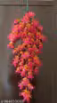 Artificial Hanging Flower Vine Plant (Pink & Orange) | Decorative Hanging Creeper for Home, Balcony, Wall & Wedding Decor