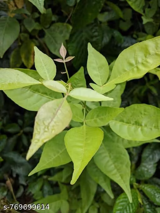 Bel Patra Live Plant with pot (Bilva Patra) | Sacred & Holy Plant for Shiv Puja, Temple & Home | Medicinal Bel Tree Live Plant for Home Garden