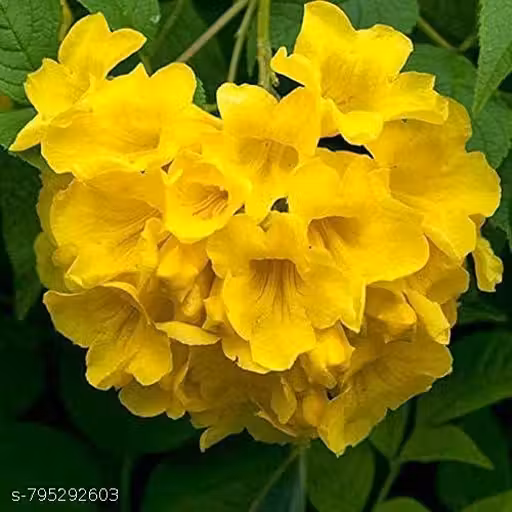 Live Tecoma Plant / Tikoma Yellow Bell Yellow Flower Hybrid – Healthy Live Decorative Flowering Shrub in Black Pot
