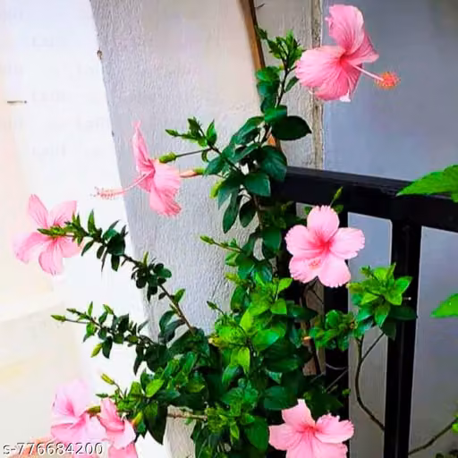 Indian Gardens Hibiscus Pink Live Plant | Hibiscus Rosa-Sinensis (Shoeblack/Shoe Flower) | Outdoor Flowering Live Plant in Pot | Balcony, Terrace & Home Garden Plant